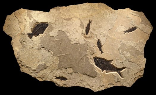 Fossil Fish Mural 3701cm