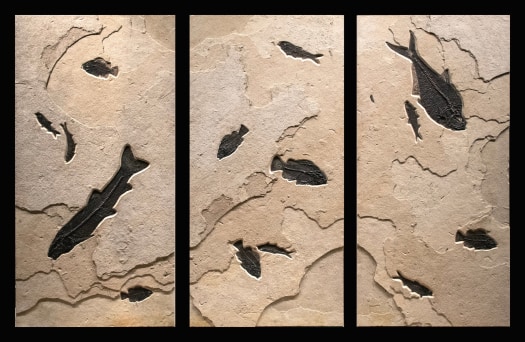 Fossil Fish Triptych 3014ABC