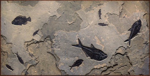 Fossil Fish Mural 8002gm