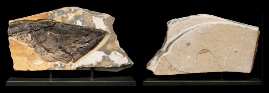 Fossil Sculpture 0329
