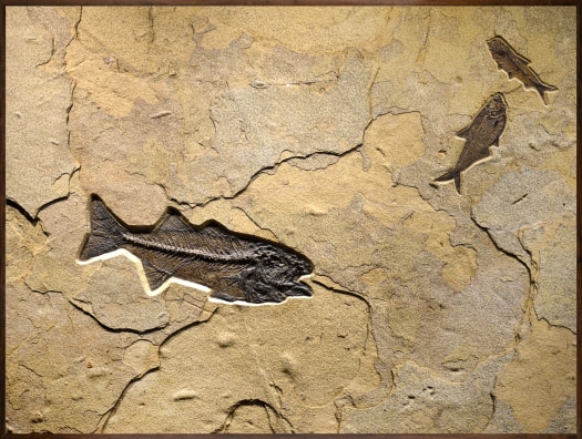 Fossil Fish Mural 0728am