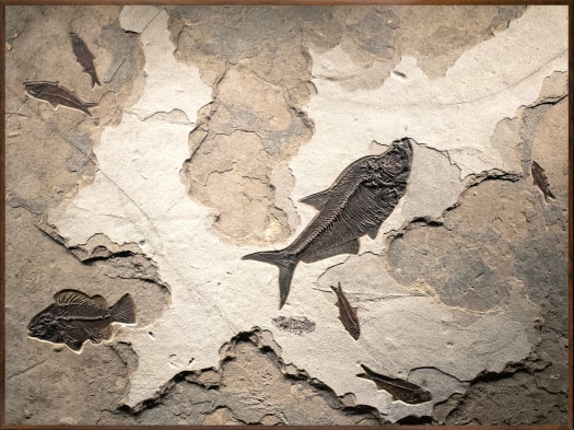 A framed horizontal collector size fossil mural in a dark limestone matrix, framed