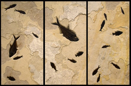 Fossil fish Triptych 6009abc