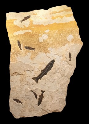 Fossil Fish Mural 3540gm