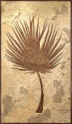 Fossil Palm Mural 5302gm