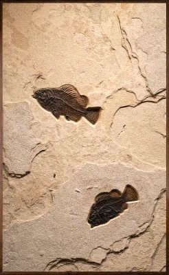 Fossil Fish Mural 8704mm