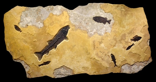 Fossil Fish Mural 4779gm
