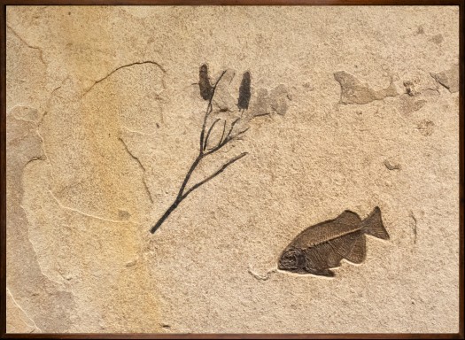 Fossil Fish and plant  Mural 3004am (SOLD)