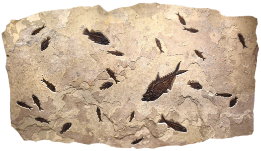 Fossil Fish Mural 8001gm