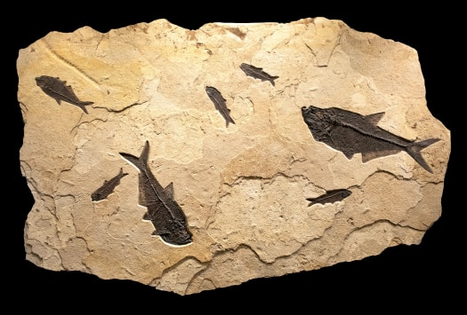 Fossil Fish Mural 1730cm