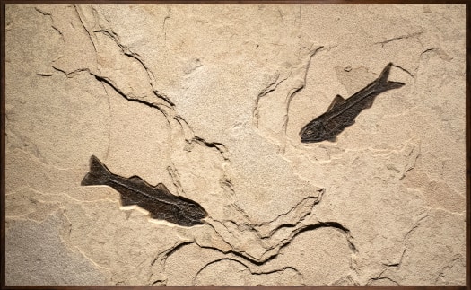 Fossil Fish Mural 2010mm
