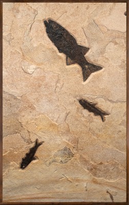 Small framed fossil mural containing a Mioplosus, and two Knightia