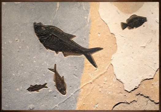 Fossil Fish Mural 1701am (SOLD)