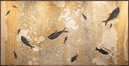 Fossil Mural 2009gm