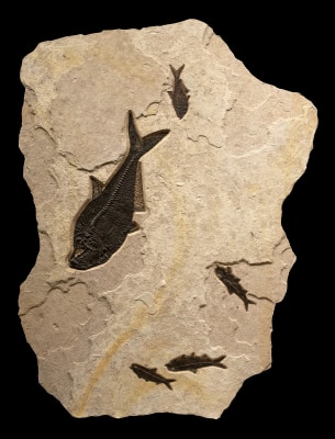Fossil Fish Mural 9532cm (SOLD)