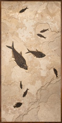 Fossil Mural 1005gm  (SOLD)