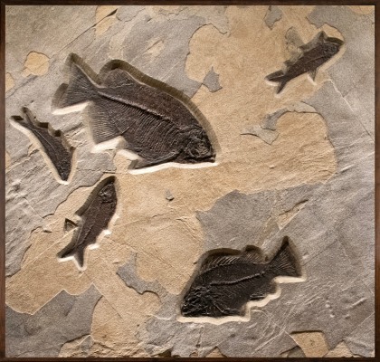 Fossil Fish Mural 5079am
