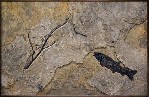 Fossil Fish and Plant Mural 6001gm