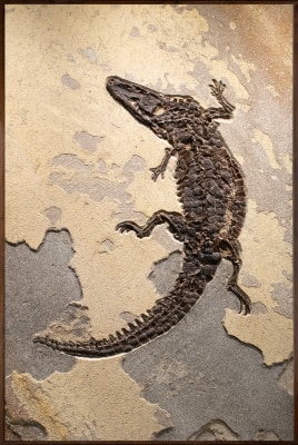 Fossil Caiman Mural 5526cm (SOLD)