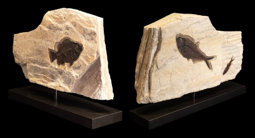 Fossil Sculpture 7420