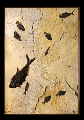 Fossil Fish Mural 6011gm