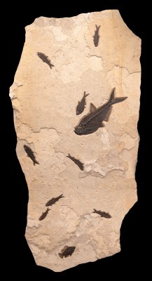 Fossil Fish Mural 7005gm