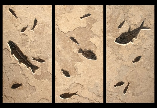 Fossil Fish Triptych 2002ABC(SOLD)