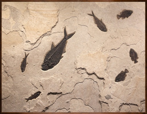Fossil Fish Mural 9025cm