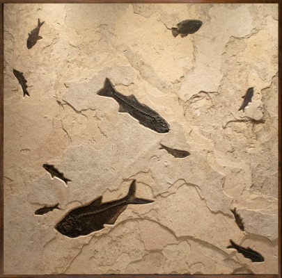 Square shaped collector size fossil mural containing large and small fossil fish. Framed for wall mounting