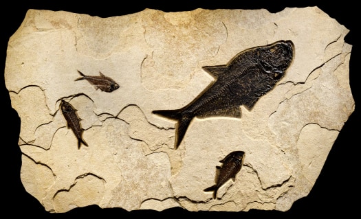 Fossil Fish Mural 3738am