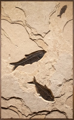 Fossil Fish Mural 8705mm