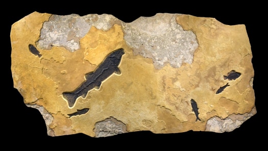 Fossil Fish Mural 4779gm