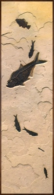 Fossil Fish Mural 2008cm
