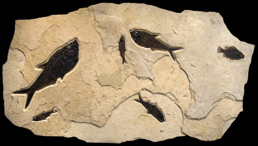 Fossil Fish Mural 7002am