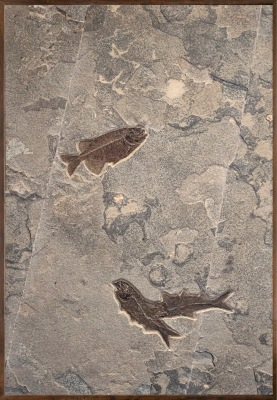 Fossil Fish Mural 2804