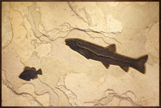Fossil Fish Mural 8703am