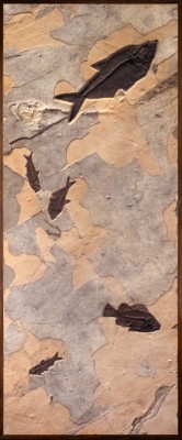 Fossil Fish Mural 2008cm