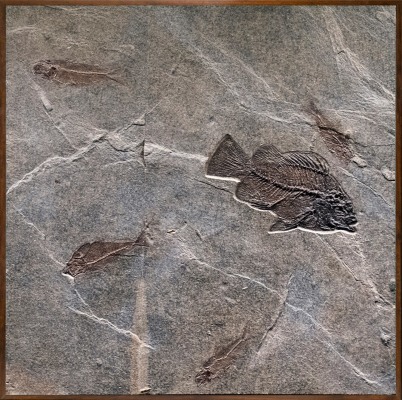 Fossil Fish Mural 1005am