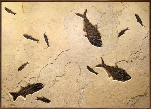 Fossil Fish Mural 2756gm (SOLD)