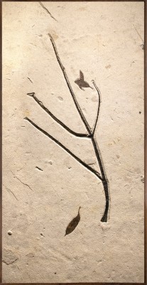Fossil Plant Mural 9478am (SOLD)