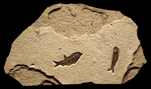 Fossil Fish Mural 2723mm