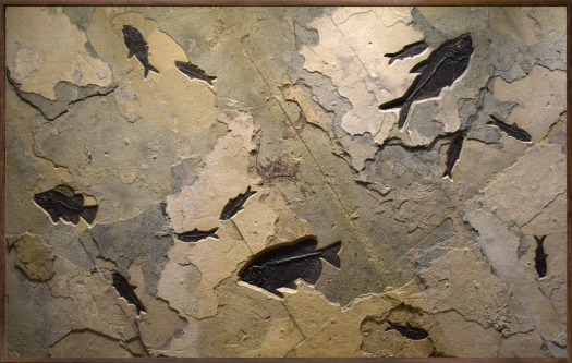 Fossil Fish Mural 6003gm