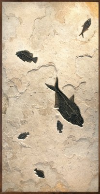 Fossil Fish Mural 8043gm (SOLD)