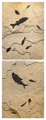 Fossil Fish Diptych 3778ab