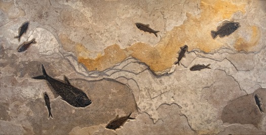 Fossil Fish Mural 9004gm