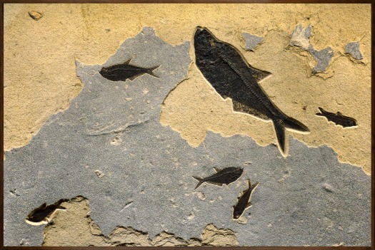 Fossil Fish Mural 8460am