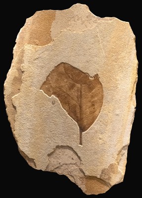 Fossil leaf Mural 9001am