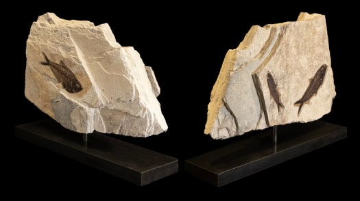 Fossil Sculpture 7410