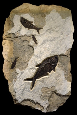 Fossil Fish Mural 4751am