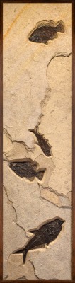 Fossil Fish Mural 3927am
